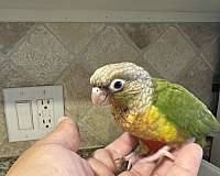 baby-green-cheek-conure-for-sale