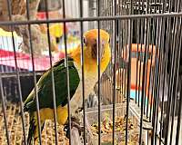 white-bellied-caique-for-sale