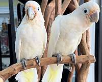 handfed-pet-bird-for-sale-in-longwood-fl