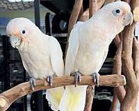 goffin-cockatoo-for-sale