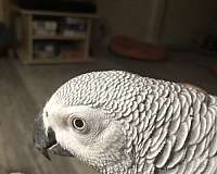 congo-african-grey-parrot-for-sale-in-weatherford-tx