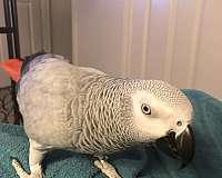 congo-african-grey-parrot-for-sale