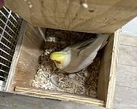 mature-pearl-bird-for-sale