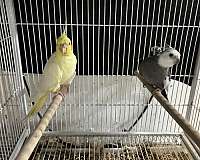 grey-cockatiel-for-sale