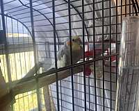 grey-bird-for-sale-in-northport-al