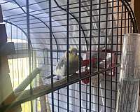 small-bird-for-sale-in-northport-al