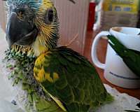 blue-front-amazon-parrot-for-sale-in-dripping-springs-tx