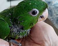 cherry-red-fronted-conure-for-sale