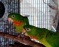 crimson-red-fronted-conure-for-sale