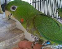 cherry-red-fronted-conure-for-sale