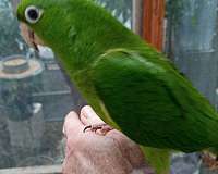 orange-red-fronted-conure-for-sale