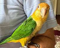 orange-bird-for-sale-in-north-port-fl