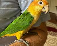 caique-for-sale