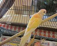 bourke-parakeet-for-sale