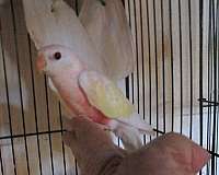 lutino-bourke-parakeet-for-sale