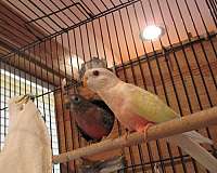 lutino-bird-for-sale