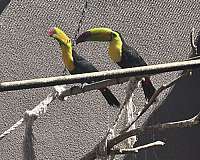 toucan-for-sale-in-chula-vista-ca