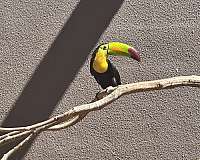 toucan-for-sale