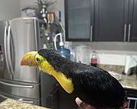 male-female-toucan-for-sale