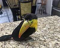 toucan-for-sale