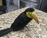 toucan-for-sale-in-chula-vista-ca