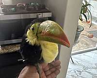 bird-for-sale-in-chula-vista-ca