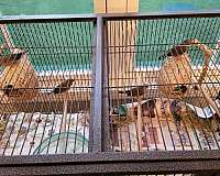 grey-zebra-finch-for-sale