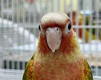 handfed-bird-for-sale-in-longwood-fl