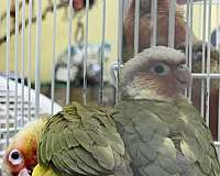 conure-for-sale