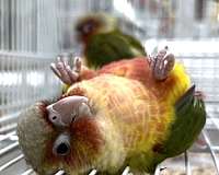 conure-for-sale-in-longwood-fl