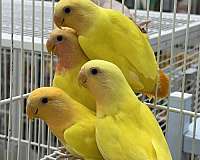 lovebird-for-sale-in-longwood-fl