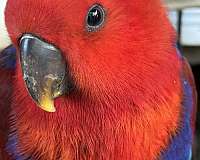 solomon-island-eclectus-parrots-for-sale