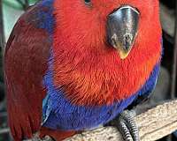 handfed-tame-solomon-island-eclectus-parrots-for-sale