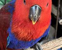 red-solomon-island-eclectus-parrots-for-sale