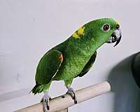 amazon-parrot-for-sale