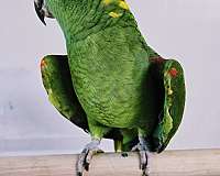 amazon-parrot-for-sale-in-baltimore-md