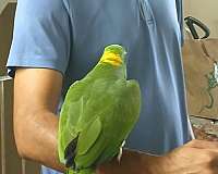 adult-amazon-parrot-for-sale