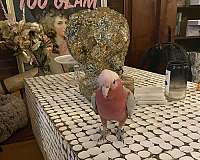 baby-bird-for-sale-in-washington-district-of-columbia