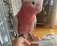 rose-breasted-cockatoo-for-sale-in-washington-district-of-columbia