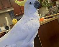 cockatoo-for-sale-in-charlottesville-va