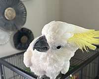 sulpher-crested-cockatoo-for-sale-in-charlottesville-va