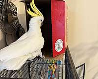 sulpher-crested-cockatoo-for-sale