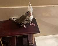 cockatiel-for-sale