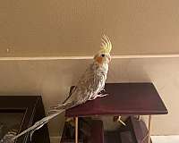 young-cockatiel-for-sale