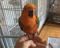 jenday-conure-for-sale-in-washington-district-of-columbia