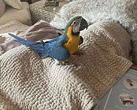 macaw-blue-gold-macaw-for-sale-in-washington-district-of-columbia