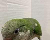 male-green-grey-bird-for-sale