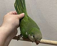 quaker-parrots-for-sale