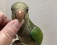 green-grey-quaker-parrots-for-sale