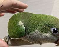 quaker-parrots-for-sale-in-sedalia-mo